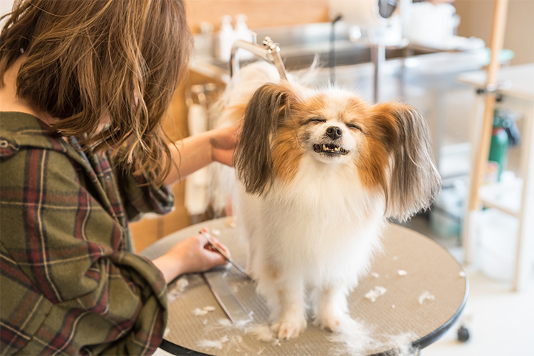 犬と関わる職業に就くと決めた日